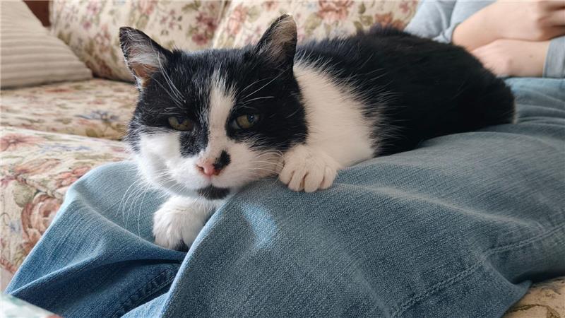 Inzwischen kommt Perla von selbst, wenn jemand sitzt. „Dann kommt sie sofort, setzt sich auf den Schoß und will gestreichelt werden“, sagt die Halterin. Allerdings lasse sie sich nur am Kopf berühren. „Weiter ist nicht erlaubt.“ (Handout)