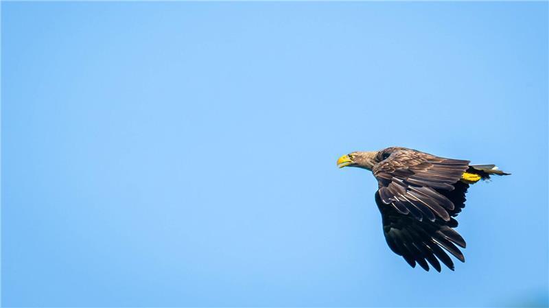 Immer mehr Seeadler in Niedersachsen Inzwischen siedeln sich immer mehr Seeadler in Niedersachsen an.