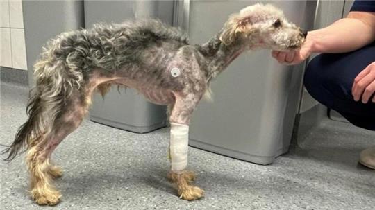 Inzwischen steht der Hund wieder auf eigenen Beinen. In der Tierklinik wurde das verfilzte Fell geschoren.