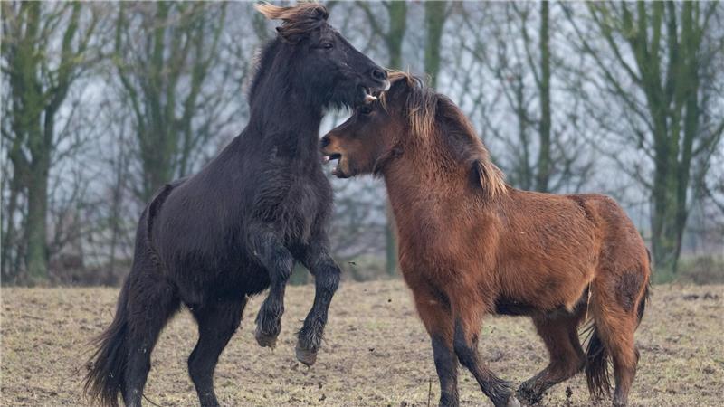 Tierisch gute Nachrichten und Tränen auf dem Weihnachtsmarkt Islandpferde fressen auch harte Gräser, die Rinder verschmähen - die Rasenschmiele zum Beispiel.