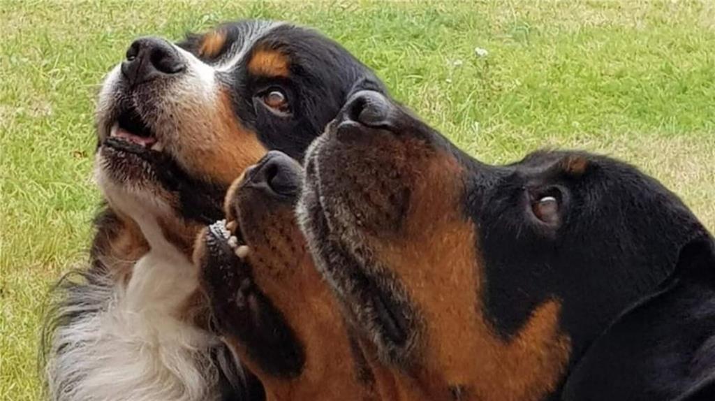 Ist bei diesem Foto von Mila, Lucy und Bootsmann, den Hunden von Marion Sömisch,...
