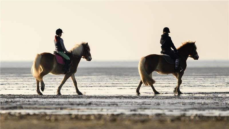 Ist Reiten im Watt zu gefährlich? Eine Expertin klärt auf Ist das Reiten im Watt zu gefährlich und sollte verboten werden? Foto: Assanimoghaddam/dpa