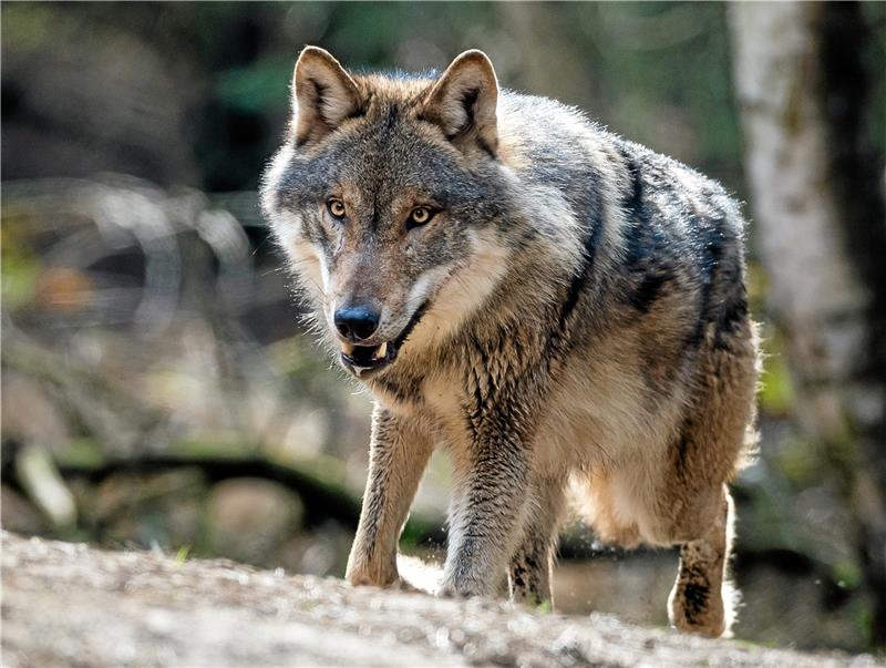Ist der Wolf am Harz jetzt heimisch? Ihm definitiv zugeschrieben wird zumindest der Riss eines Schafes im Kleinen Fallstein. Experten gehen nicht davon aus, dass der Höhenzug nun ein Wolfsrevier ist, sondern dass Tiere auf der Durchreise waren. Foto: dpa