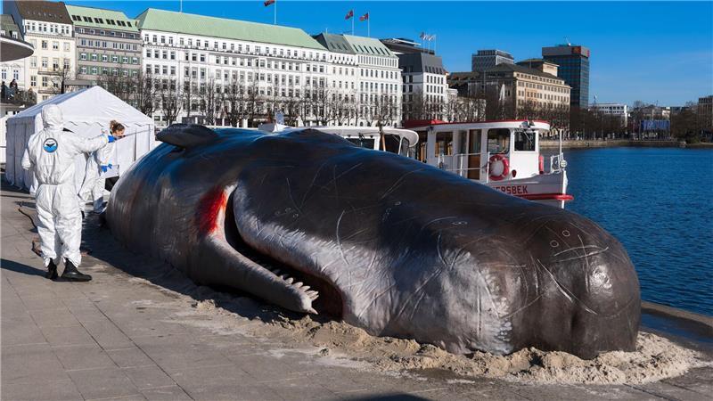 Ist die Binnenalster wirklich so tief, dass hier ein Pottwal stranden kann? Natürlich nicht. Es ist eine Kunstaktion.