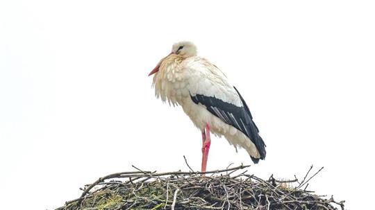 Ist er zu früh? Der erste Storch ist in Fredenbeck gelandet und scheint zu frieren.