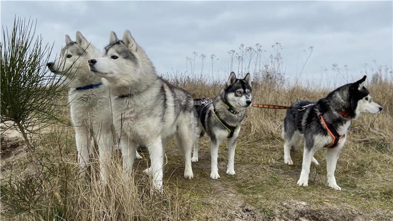 Jack, Lanok, Jeanie und Maya sind die vier Huskys der Familie Pancescu. Ein Leben ohne die Hunde kann sich Dragos Pancescu kaum noch vorstellen.