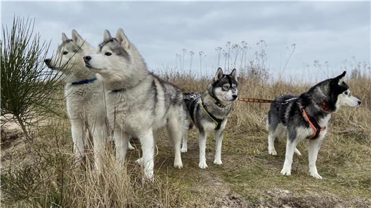 Jack, Lanok, Jeanie und Maya sind die vier Huskys der Familie Pancescu. Ein Leben ohne die Hunde kann sich Dragos Pancescu kaum noch vorstellen.