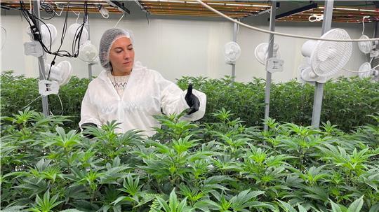 Jacqueline Arndt vom Anbauverein Smokerhontas in Jork wirft einen Blick auf die Cannabis-Pflanzen.