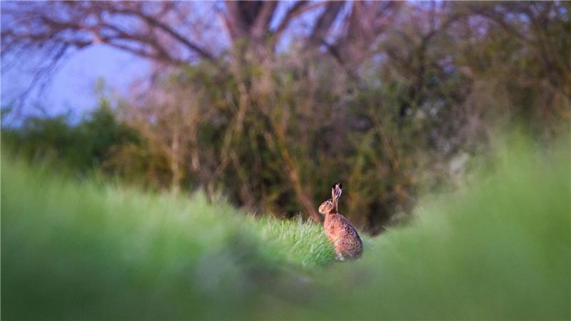 Jägerinnen und Jäger haben im vergangenen Frühjahr etwas weniger Feldhasen in Niedersachsen gezählt - das könnte eine Folge des Winterhochwassers gewesen sein. (Archivbild)