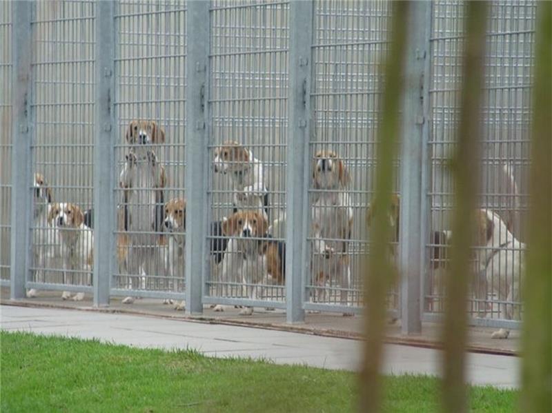 Jahrzehntelang saßen Versuchsbeagles in den Außenzwingern im Mienenbütteler Labor . Künftig sollen dort Listenhunde untergebracht werden.