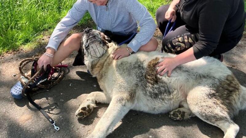 Jaimy Hormes (l.) und Katharina Korff kraulen den kräftigen Hund, nachdem sie ihn losgeleint haben. Inzwischen sei es aber nur noch schwer, an den Owtscharka ranzukommen, berichtet die Tierheim-Leiterin Laura Reyelts.