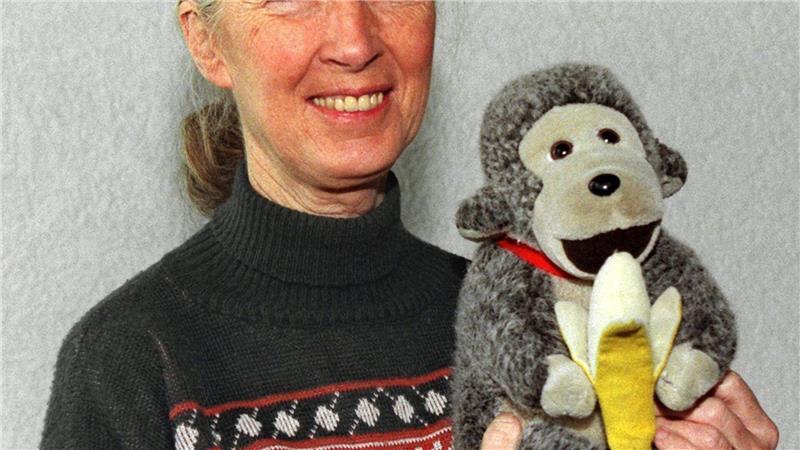 Jane Goodall brachte oft einen Affen mit. (Archivbild)