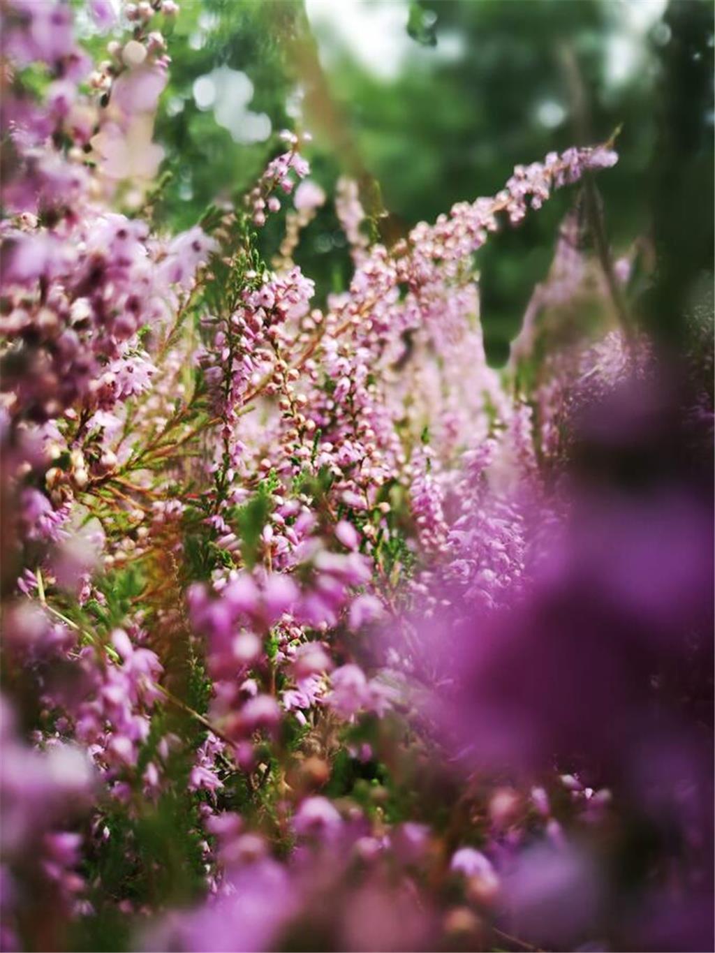 Janinas Bild: die blühende Barger Heide. 