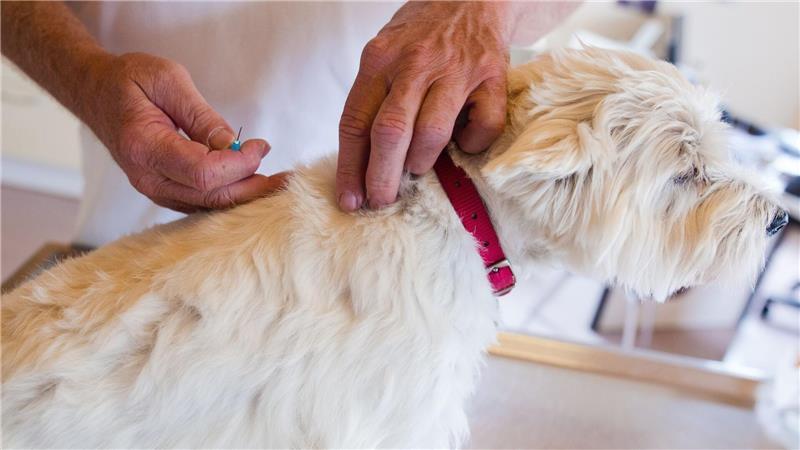 Je nach Reiseziel sollten Tierhalter die Impfung nicht vergessen.