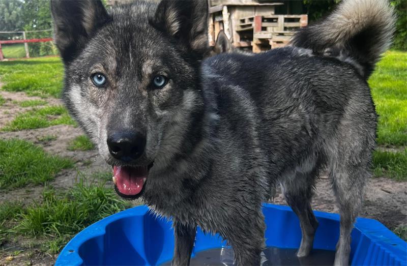 Jede Abkühlung ist willkommen: Husky Kodi mit nassen Pfoten.