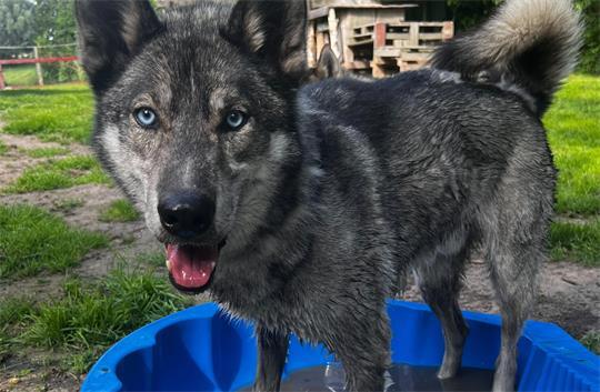Jede Abkühlung ist willkommen: Husky Kodi mit nassen Pfoten.