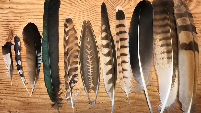 Hochwasser und Dauerregen machen diesen Tieren besonders zu schaffen Jede Feder für sich ein Kunstwerk: von Kernbeißer, Buntspecht, Eichelhäher, Elster, Kuckuck, Waldschnepfe (2), Turmfalke (2), Graugans, Mäusebussard und Waldohreule (von links). Hinweis: Vogelfedern dürfen aus Artenschutzgründen nicht gesammelt werden. Quelle: Nabu