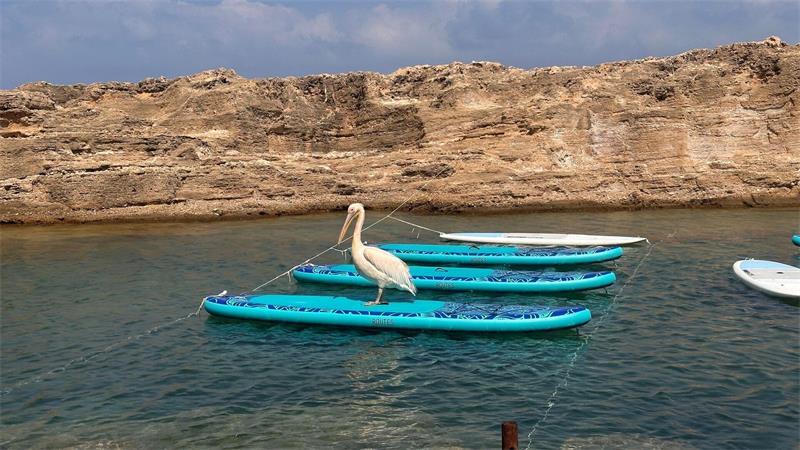 Strandgast mit Kultstatus: Libanons liebster Pelikan Jeden Samstag nimmt „Pelikanchen“ am Yoga-Unterricht teil und ist meist die erste am Platz.