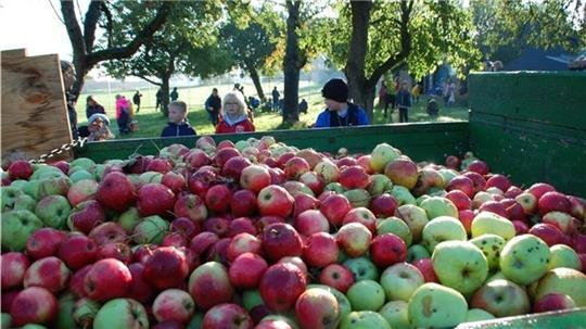 Jedes Jahr ernten Grundschüler die Äpfel auf der Streuobstwiese in Ahlerstedt.