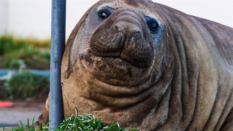 „Neil the Seal“: Wenn Fan-Liebe für Tiere zur Gefahr wird Jedes Jahr kommt der Meeressäuger mehrmals an Land - aber immer in Wohngegenden.