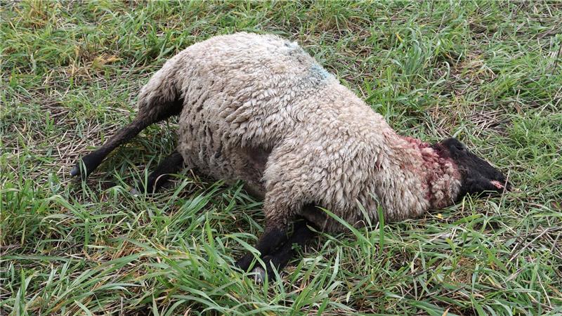 Jedes Jahr töten Wölfe Nutztiere in Deutschland. (Archivbild)