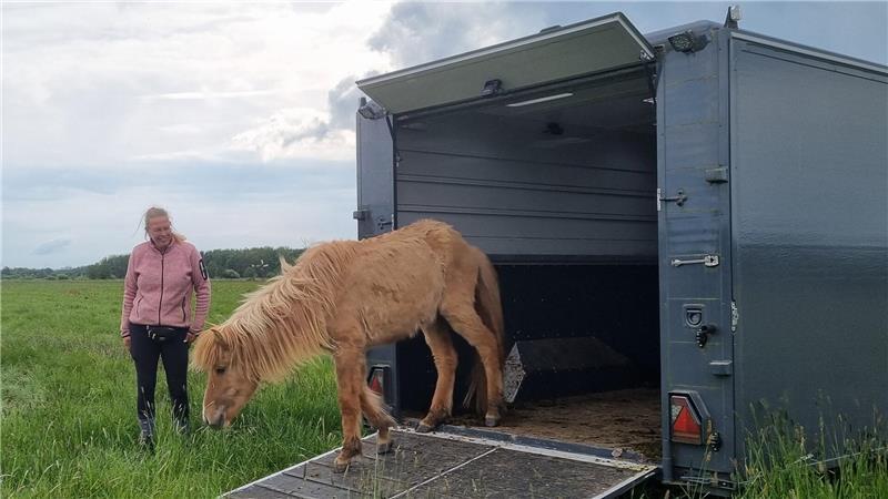 Ungewöhnliche Idee: So schützen Islandpferde im Stader Schwingetal die Natur Jenny Cohrs entlässt ihre Pferde in einen vierwöchigen „Urlaub”.