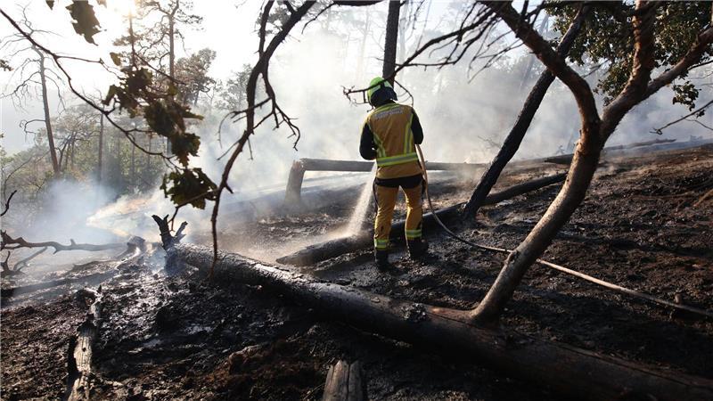 Bilder des Tages Jetzt brennen wieder Wälder: Ein Feuerwehrmann bekämpft einen Waldbrand bei Thale im Harz.