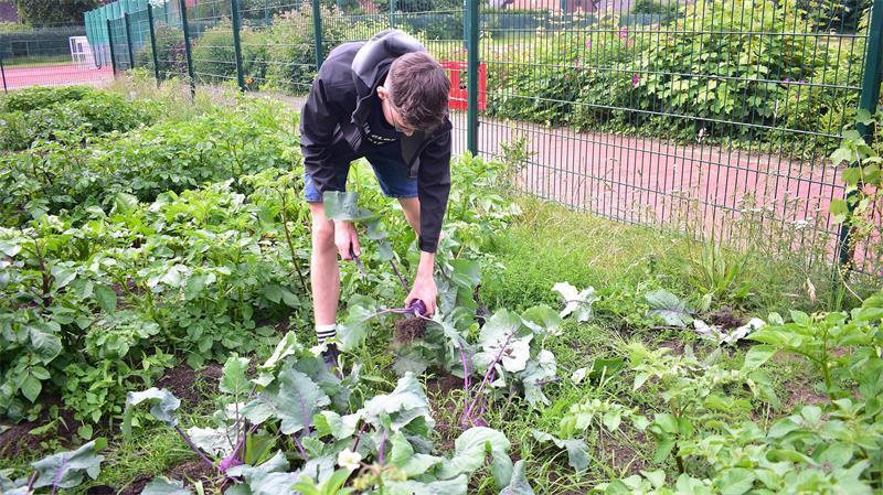 Jetzt geht es dem Kohlrabi an den Kragen: Amatus bei der Ernte auf dem Gemüseacker.