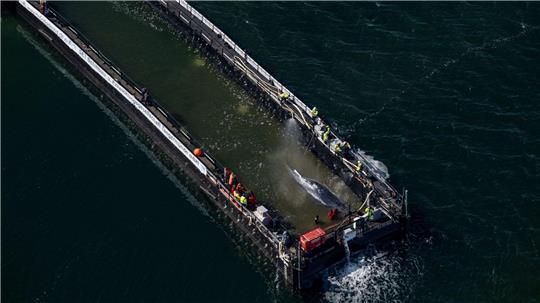 Jetzt hat sich die Barge mit dem Wal in Bewegung gesetzt.