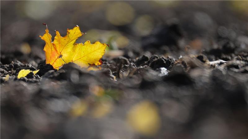 Jetzt kommt die goldene Herbsteszeit: Ein verfärbtes Blatt liegt auf einem Acker in Baden-Württemberg.