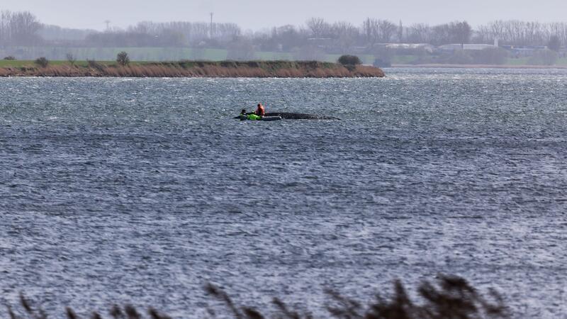 Jetzt soll auch die Wasserqualität beim gestrandeten Wal geprüft werden.