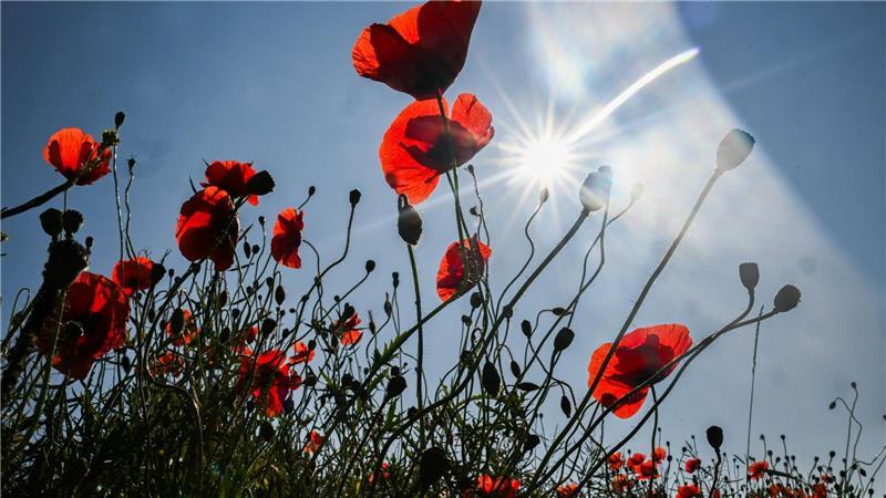Bilder des Tages Jetzt wird’s mal wieder richtig Sommer: Klatschmohn blüht im Sonnenschein an einem Feldrand in der Region Hannover.