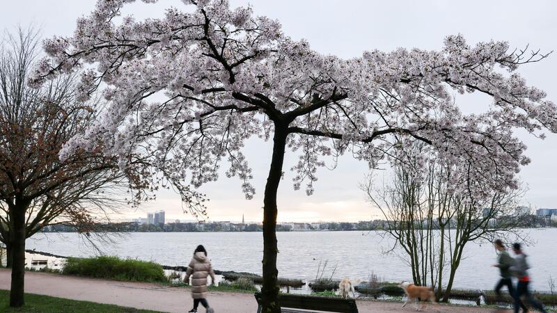 Sommerwetter folgt auf Regen und Gewitter Jogger und Spaziergänger sind am Morgen an der Alster unterwegs.