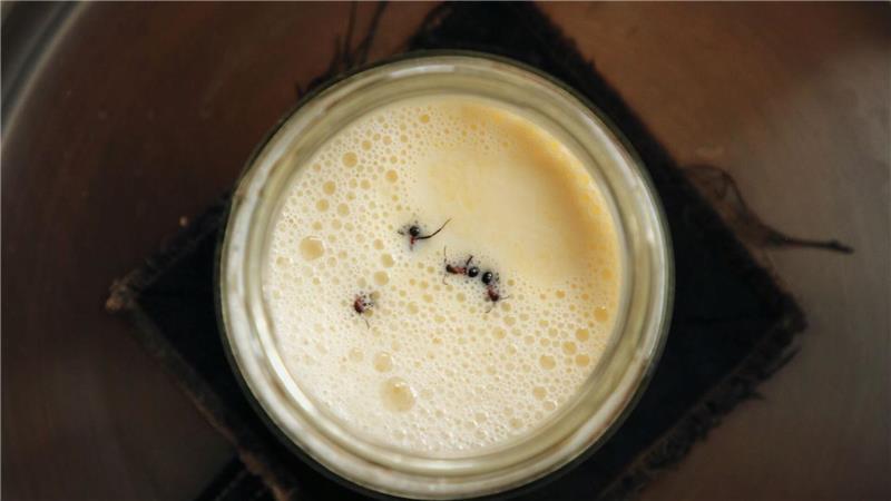 Wie Joghurt aus Ameisen entsteht – Nachahmen nicht empfohlen Joghurt-Rezept einmal anders: Man nehme vier Ameisen...