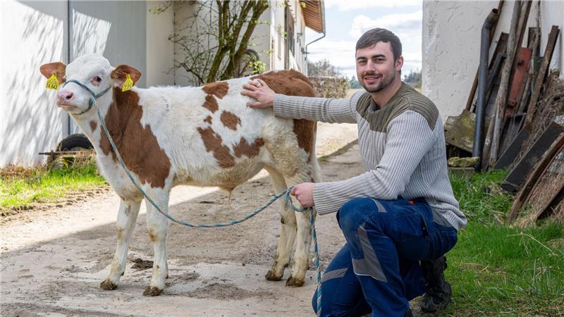 Metzger findet in Kuh den Ehering vom Bauern Johannes Brandhuber betreibt auf dem seit Generationen bestehenden Hof Rindermast - eine Kuh verschluckte seinen Ehering.
