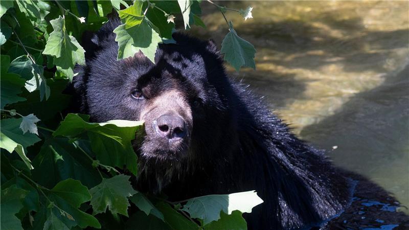 Jose, der Brillenbär, hat sich in der Wilhelma in den Schatten geflüchtet.