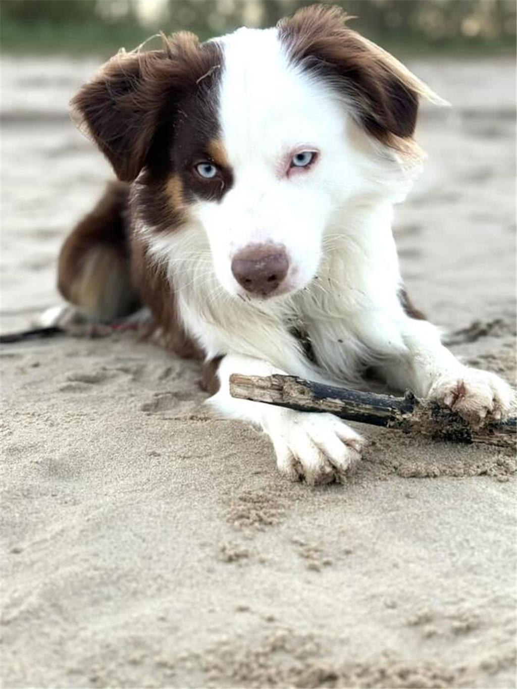 Josy: "Mailo (1,5 Jahre) ist ein kleiner Zerstörer, aber dann auch wieder das gr...