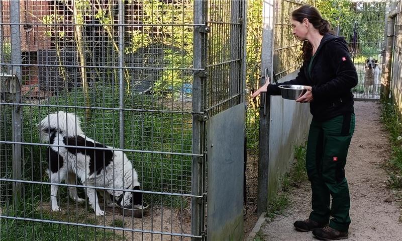 Julia Weber beim morgendlichen Füttern. Im Auslauf hinten wartet ein Kandidat schon sehnsüchtig auf sein Frühstück.