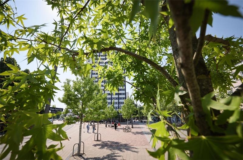 Junge Bäume stehen auf dem gepflasterten Bruno-Tesch-Platz in Hamburg-Altona. In Hamburg sind nach Angaben der CDU-Bürgerschaftsfraktion seit 2015 mehr Straßenbäume gefällt als nachgepflanzt worden. Foto: Christian Charisius/dpa