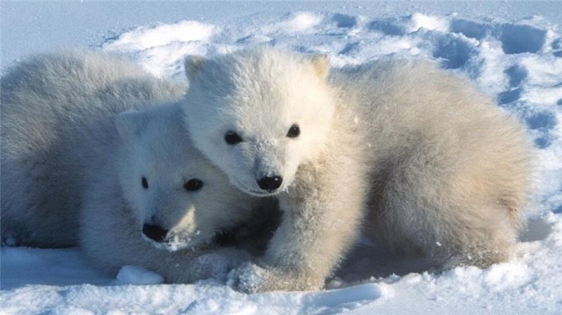 Junge Eisbären in Spitzbergen verlassen um den 9. März herum erstmals ihre Geburtshöhlen.