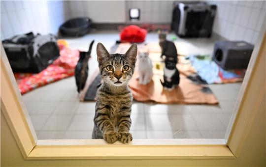 Junge Katzen sind in einem Tierheim untergebracht. Symbolfoto: Martin Schutt/dpa