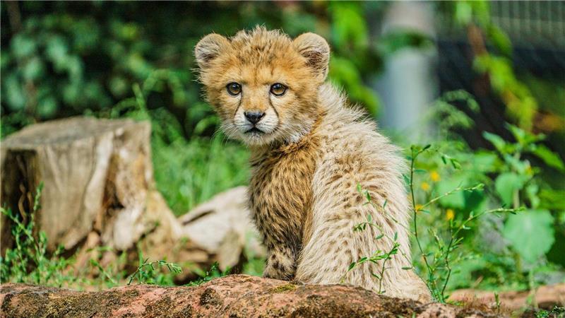 Junge Tiere gibt es in Zoos anteilig immer seltener.