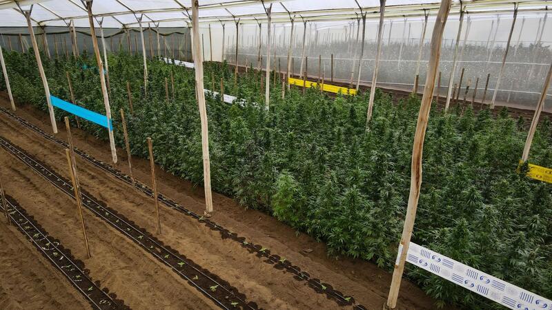 Junge und ältere Cannabispflanzen wachsen in einem Gewächshaus, in der Cannabis für medizinische Zwecke angebaut wird.