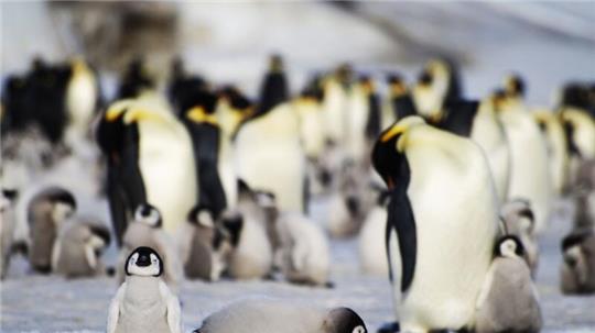 Junge und ausgewachsene Kaiserpinguine einer Kolonie in der Antarktis.