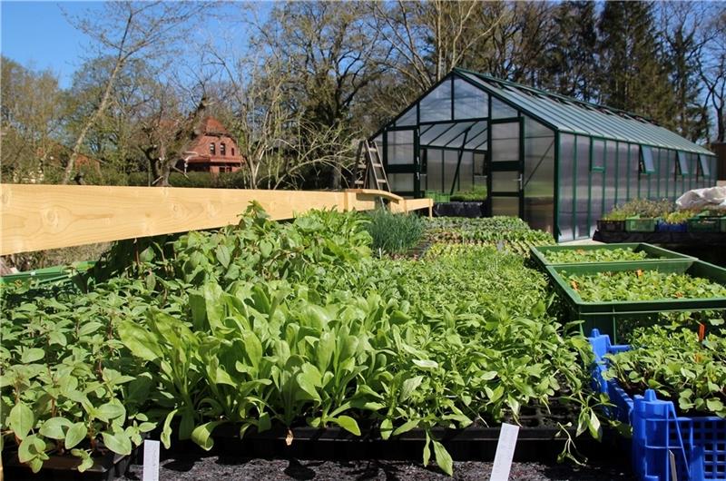 Museumsbauernhof verkauft Bio-Jungpflanzen Jungpflanzenzucht auf dem Museumsbauernhof Wennerstorf