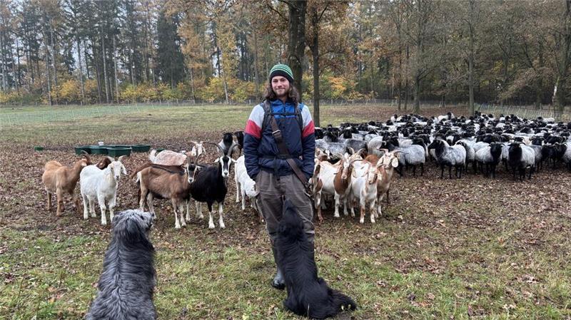 Jungschäfer Heiner Hehmsoth war drei Wochen mit seinen Heidschnucken und Ziegen sowie mit den Hütehunden Ina und Kalle in der Barger Heide.