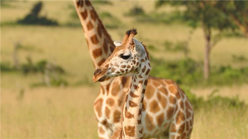 Von wegen „die“ Giraffe: Vier verschiedene Arten anerkannt Jungtier und Mutter einer Nord-Giraffe