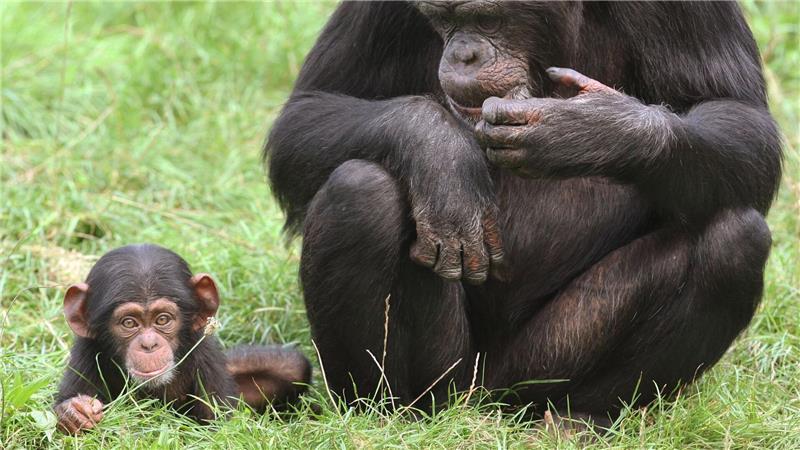Jungtiere sind süß und Publikumsmagneten - doch wohin mit ihnen, wenn sie größer werden? 