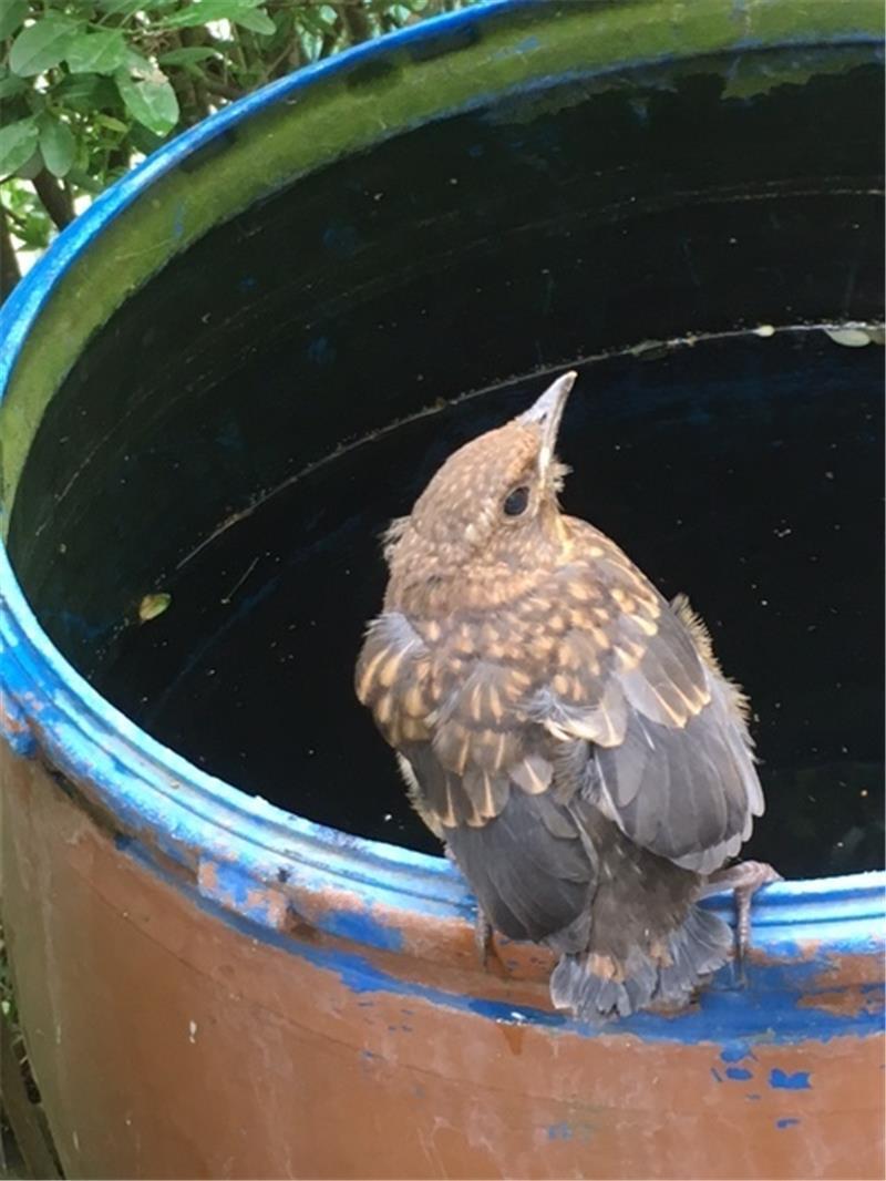 Nabu warnt: Jungvögel nicht mitnehmen! Jungvögel dürfen nicht von ihren Eltern getrennt werden.