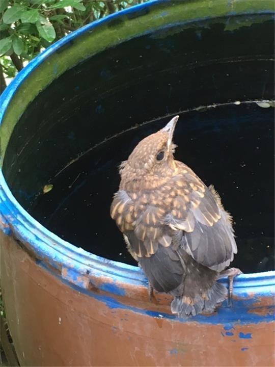 Jungvögel dürfen nicht von ihren Eltern getrennt werden.